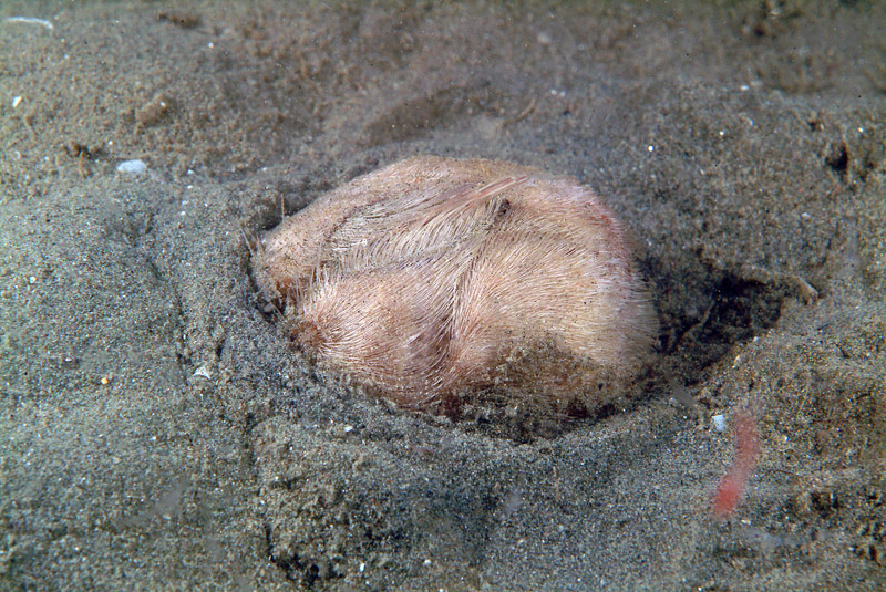 Echinocardium sp.